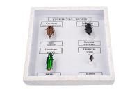 Коллекция "Семейство жуков"