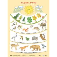 Плакат. Пищевые цепочки. Николаева С. Н.