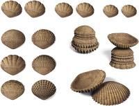 Ракушки морские (тактильные) Эко (36 шт.)
