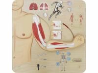 Панель "Мышечная и скелетная системы"