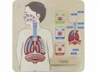 Панель "Дыхательная система"