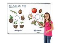 Развивающая игрушка "Жизненный цикл растений",магнитный (демонстрационный материал, 12 элементов)