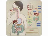 Панель "Пищеварительная система"