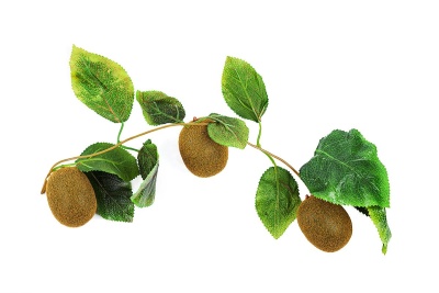 Ветка муляжей "Киви