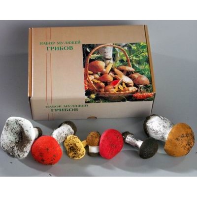 Набор муляжей грибов