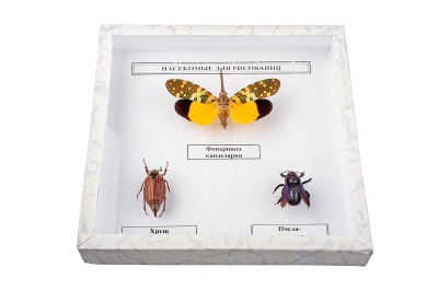 Коллекция "Насекомые для рисования"