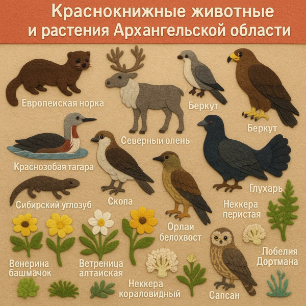 Краснокнижные животные и растения Архангельской области