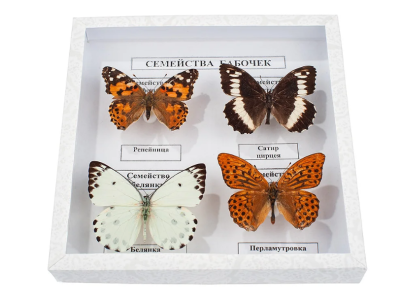 Коллекция "Семейство бабочек"