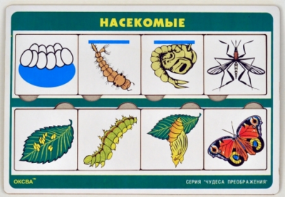 Чудеса преображений "Насекомые" (Оксва)