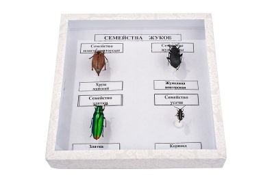 Коллекция "Семейство жуков"